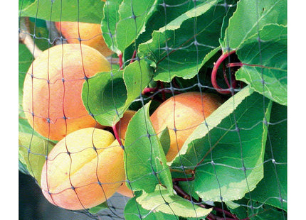 Apollo Gardening Ltd Apollo Fruit Cage Net with 19mm Mesh for Fruit Cage Construction