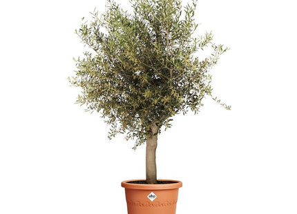 Elho Algarve Cilindro 48cm Flower Pot - Terra