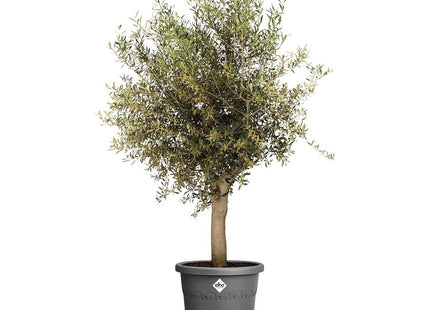 Elho Algarve Cilindro 58cm Flower Pot - Anthracite