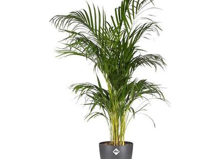 Elho Brussels Round 16cm Flower Pot - Anthracite