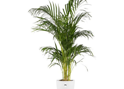 Elho Brussels Round 18cm Flower Pot - White