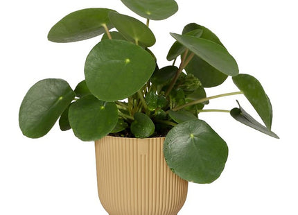 Elho Vibes Fold Round 16cm Flower Pot - Butter Yellow