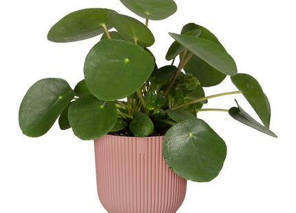 Elho Vibes Fold Round 16cm Flower Pot - Delicate Pink