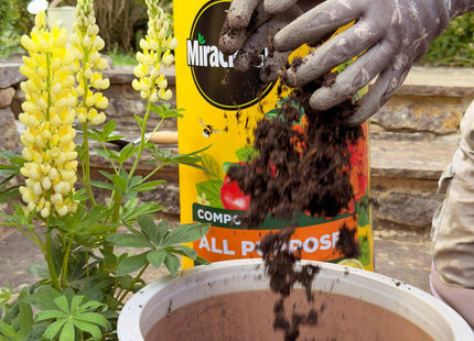 Miracle-Gro Peat-Free Premium All Purpose Compost 10 Litre Multi-Purpose Garden Soil Mix for Pots, Containers, Hanging Baskets & Outdoor Plants