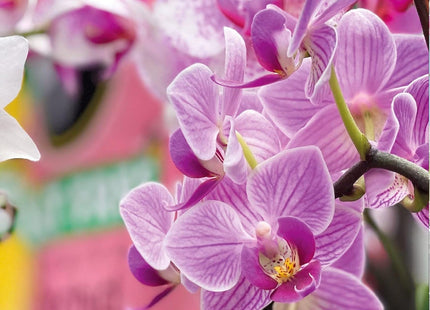 Miracle-Gro Peat Free Orchid - 10 Litre
