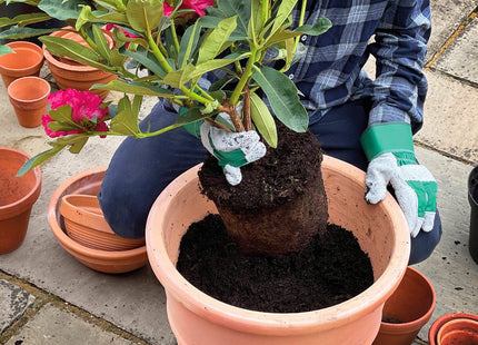 Miracle-Gro Peat Free Premium Azalea, Camellia, Rhododendron, Special Plants Compost, 40 Litre, Brown 119994