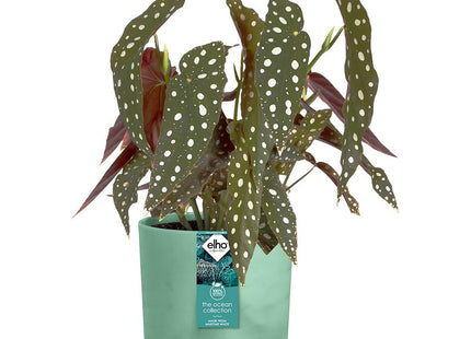 Elho The Ocean Collection Round 22cm Flower Pot - Pacific Green