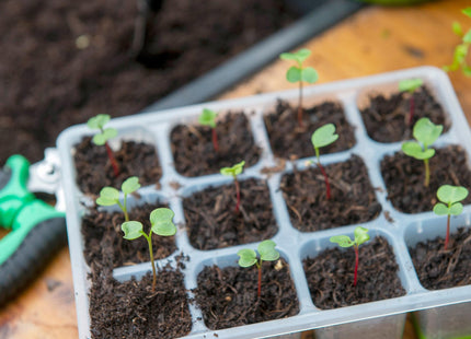 Miracle-Gro Peat Free Premium Seeds, Plugs & Young Plants Compost, 20 Litre
