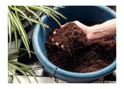 Miracle-Gro Peat-Free Premium Mediterranean & Citrus Plant Compost, 10 Litre