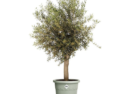 Elho Algarve Cilindro 48cm Flower Pot - Thyme Green