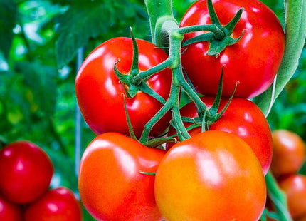 Doff Tomato Pour & Feed 3 Litre